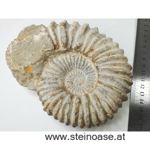 Ammonite versteinert 